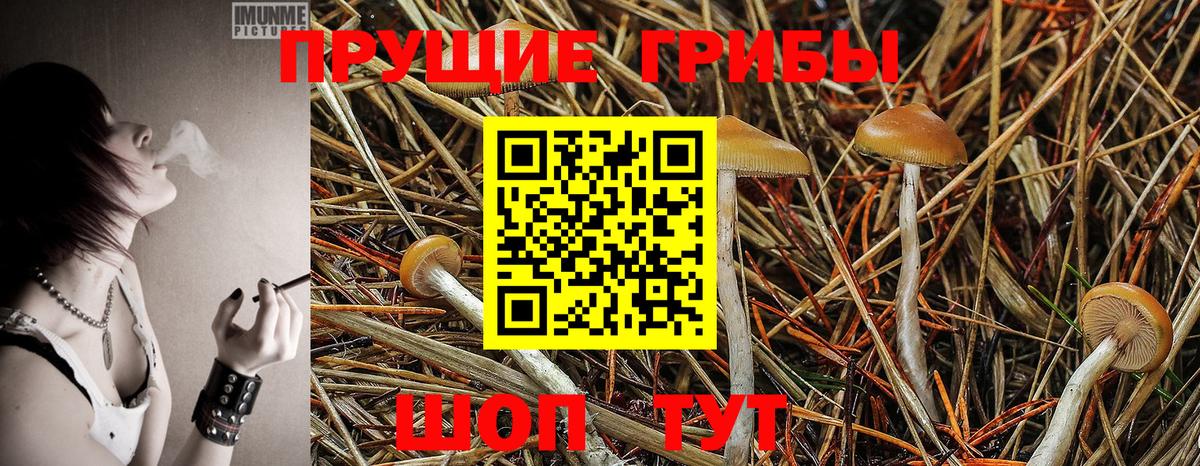 купить   Псилоцибиновые грибы Magic Shrooms  Вход с VPN  Саратов 